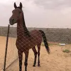 حصان كفو للبيع