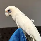 كوكاتو باري ايرد من النوادر للبدل