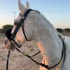 فرس شعبيه من نوادر الشعبيات باقي علومها تواصل واتس و مقاطع