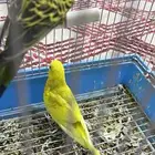 بغبغاء زينة