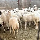 رخال رفيد منوة القناي