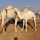 عشرا تحتها بكره حيسونيه