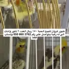 طيور كروان للبيع