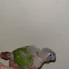 كنيور انناس