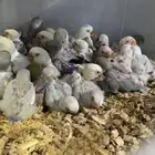 فروخ روز ألبينو وملون