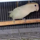 اقبل طير للتبني و عندي الخبره كافيه فيها