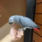 فرخ كاسكو اليف حمامه