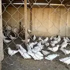 حمام فرنسي للبيع الرويضه