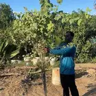 اشجار و مشاتل جملة جدة