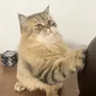 قط شيرازي للتبني