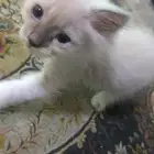 قطط للتبني