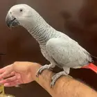 للبيع كاسكو اليف ومتكلم