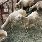 ضان