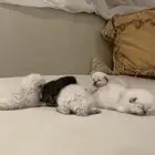 قطه