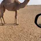 مفروده دبيانية