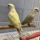 زوج روز جاهز للإنتاج (فاخر ألوان مميزة)