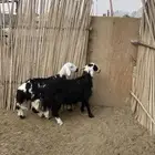 طليان البيع