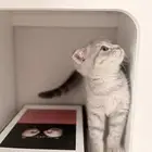 ذكر سكوتش فولد