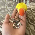 عصفور روز اليف