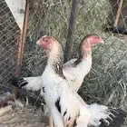 دجاج شامو ياباني للبيع