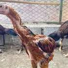 ديك باكستاني