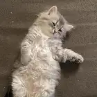 قط شيرازي