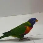 ببغاء لوري