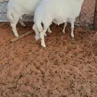 3 طليان ورخل حريات مغلقه