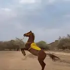 خيل