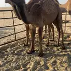 3 قعدان عمر 9 شهور طيبه