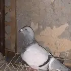 حمام