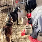 للبيع. عنز حليب معها. تيوس 2