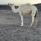 ضريبه كفو