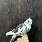 للبيع فرخ كروان بايد