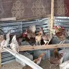 ديوك و دجاج بلدي بياض و اخشاب متنوعه