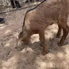 غنم شبيه بالوعل