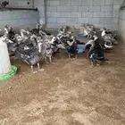 بط للبيع