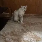 تبني قطط