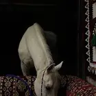 حصان عربي اصيل
