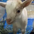 ماعز القزم انثى