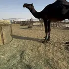 قعود لقي فحل