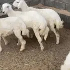 بهم حري ذبايح بريه