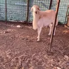 فحل حري