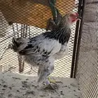 دجاج براهما اصلي