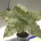 الوكاسيا كاموفلاج