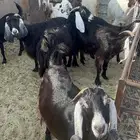 25 معزا دفيع