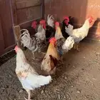 ديوك تركيه