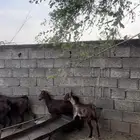 غنم دهم. معزا دهم