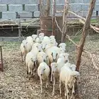 خرفان-رخيل بلدي