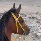 حصان شعبي للبيع